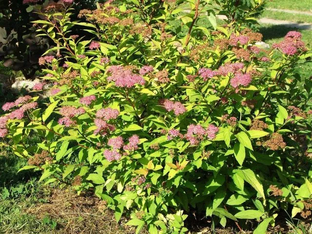 Спирея Бумальда (Spiraea x bumalda)