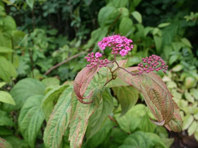 Спирея японская Макрофилла (Spiraea japonica 