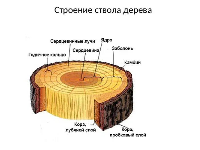 Заболонь в строении ствола дерева