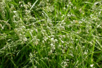 Мятлик луговой, Poa pratensis