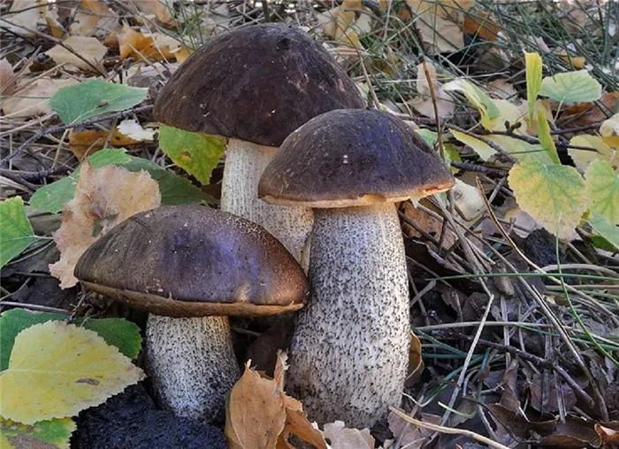 Подберезовик черный, или черноголовик (лат. Leccinum melaneum)