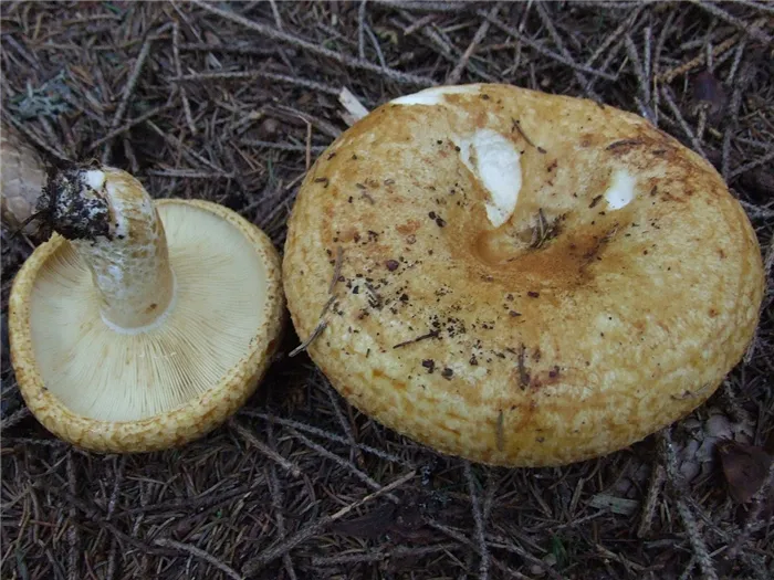 Груздь жёлтый (лат. Lactarius scrobiculatus)