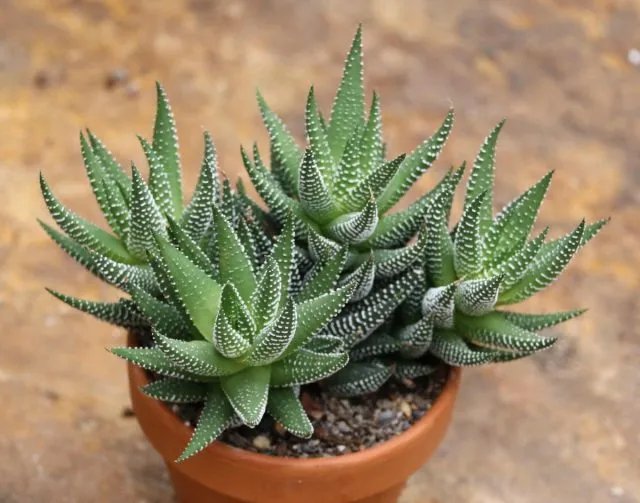 Для хавортии (Haworthia) поливы лучше проводить по самому краю горшка