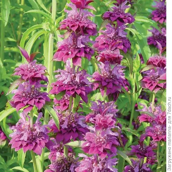 Монарда гибридная Бергамо (Monarda hybrida). Фото с сайта vernonplants.com