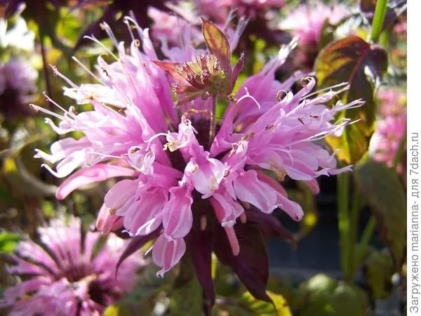 Монарда гибридная Бьюти оф Кобхэм (Monarda hybrida Beauty of Cobham). Фото с сайта perryhillnurseries.co.uk