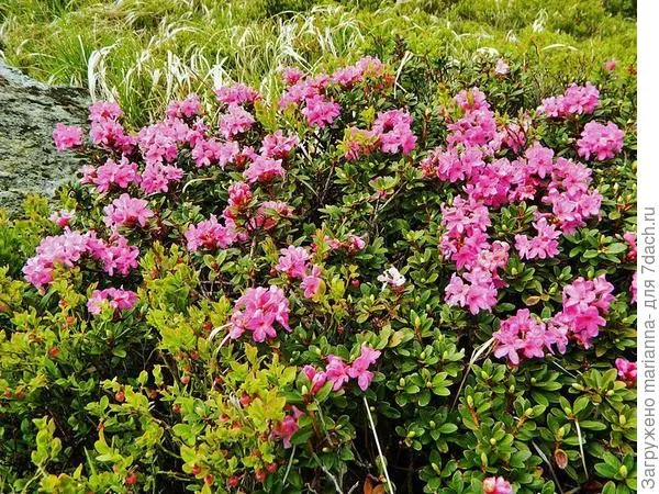 Рододендрон восточнокарпатский (Rhododendron myrtifolium). Фото с сайта upload.wikimedia.org