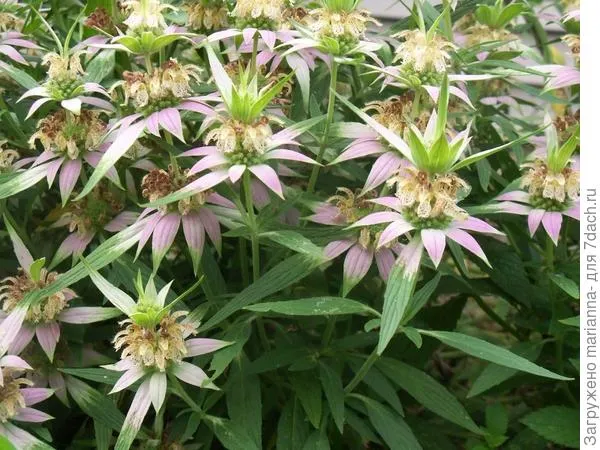 Монарда пятнистая (Monarda punctata L.). Фото с сайта plantjourneys.blogspot.com