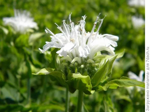 Монарда гибридная Шнеевитхен (Monarda hybrida Schneewittchen). Фото с сайта archiland.biz