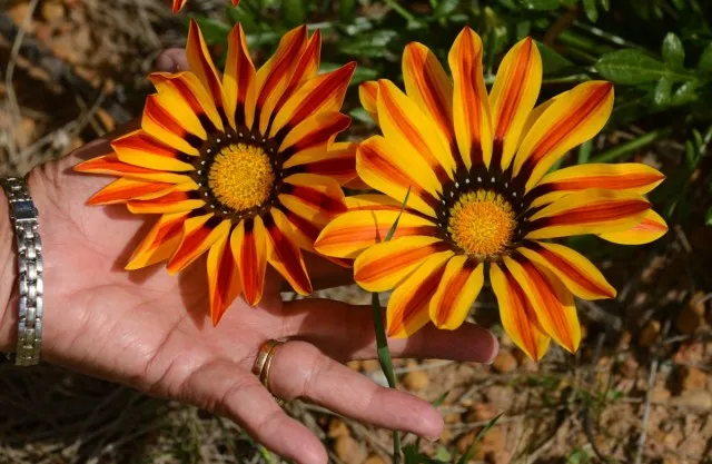 Гацания линейная (Gazania linearis)