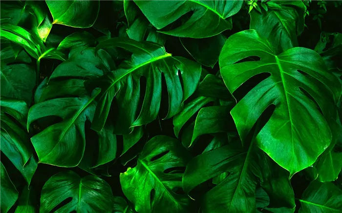 Монстера (Monstera)