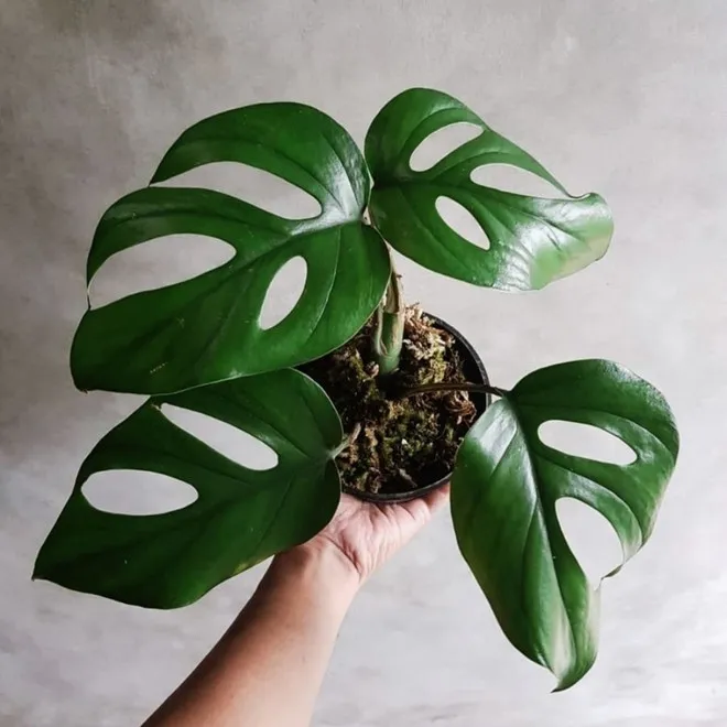 Пробитая монстера (Monstera pertusa)