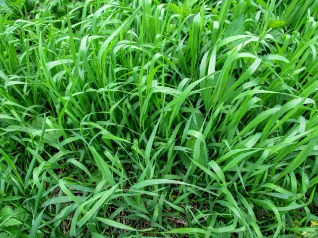 Пырей ползучий (Elymus repens)