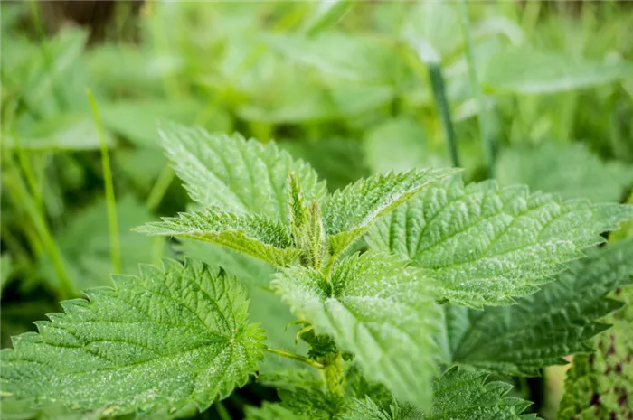 stinging-nettle-green-pus-nettle-nature-40742 1.jpg