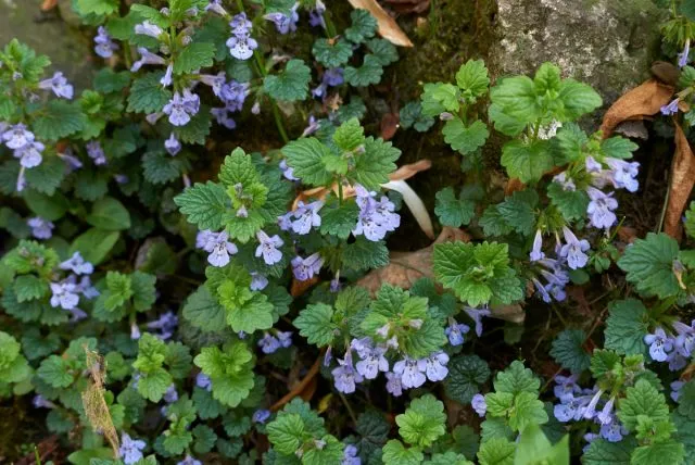 Будра плющевидная (Glechoma hederacea)