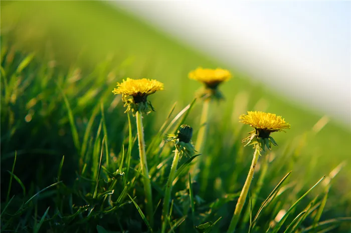 yellow-flowers-close 1.jpg