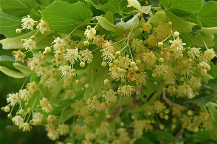 Липа мелколистная или сердцевидная (Tilia cordata)