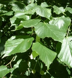 Липа мелколистная или сердцевидная (Tilia cordata)