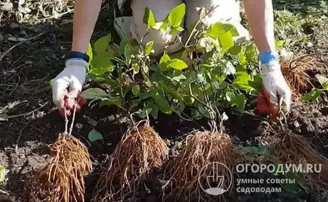 При пересадке клематиса важно действовать аккуратно, чтобы не повредить корневую систему растения.