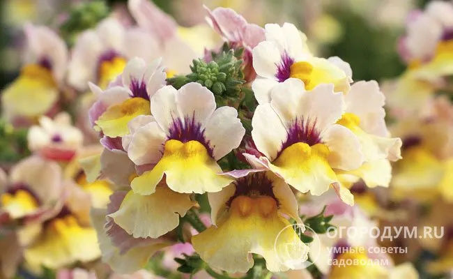 Гибридная (Nemesia hybrida) имеет более обширную гамму расцветок по сравнению с исходными видами.