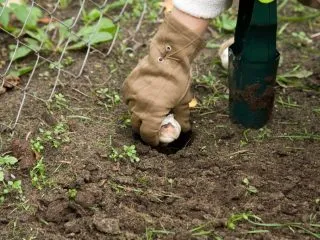 Посадка тюльпанов и нарциссов осенью.