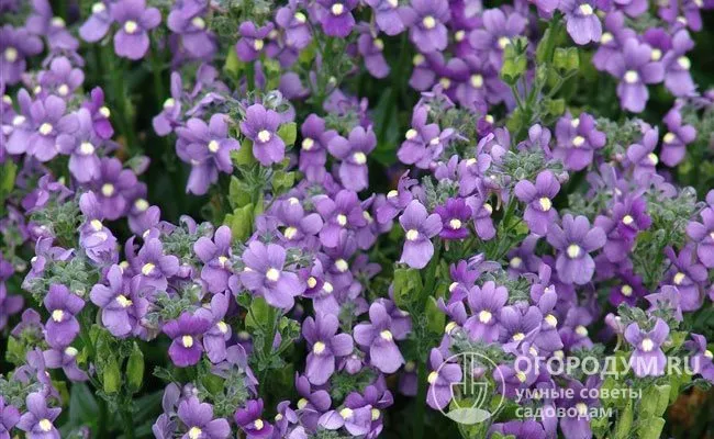 Разноцветную (Nemesia versicolor) часто используют как основу для выведения новых гибридов.