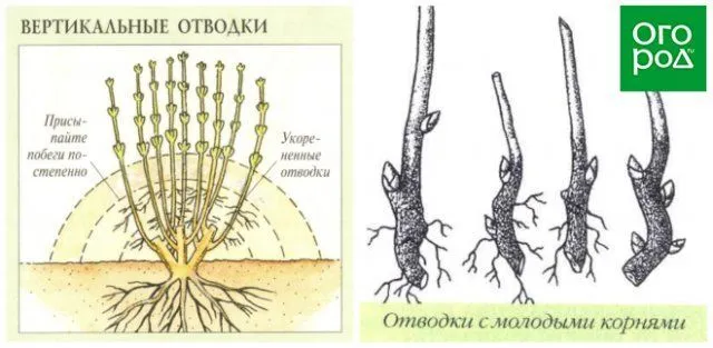 Вертикальные отводки пиона