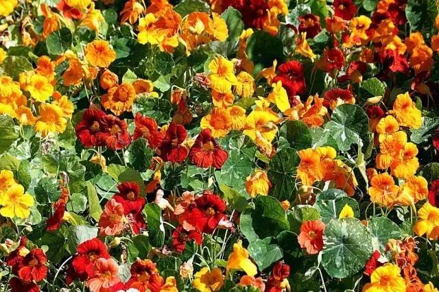 Настурция большая (Tropaeolum majus)