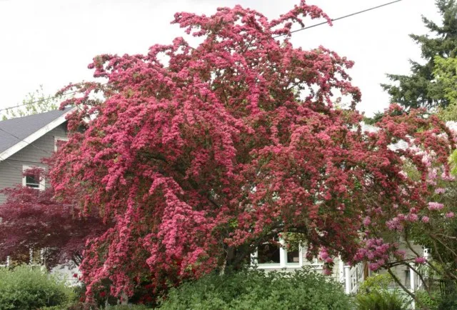 Цветение боярышника обыкновенного 'Паулс Скарлет' (Crataegus laevigata 