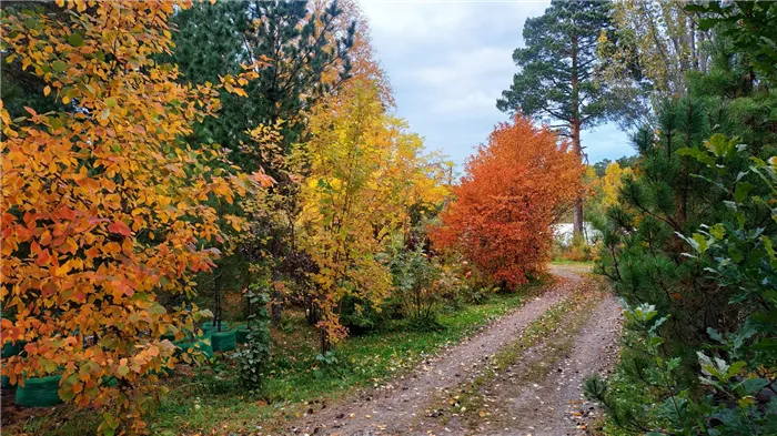 Боярышник осенью