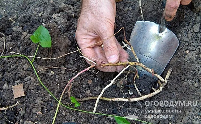 Корневая система вьюнка разветвленная, состоящая из тонких веревчатых корешков, на которых расположены многочисленные почки, дающие начало новым росткам