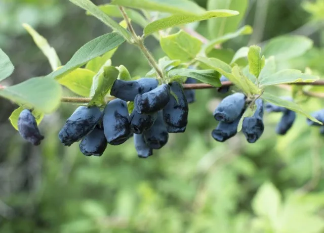 Жимолость голубая съедобная (Lonicera caerulea)