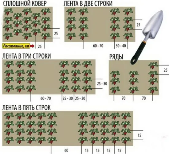 Посадка клубники ковром и лентами