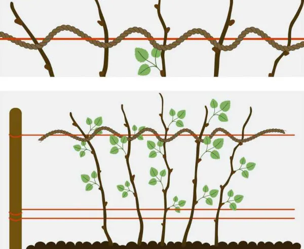 Как подвязывать ежевику правильно на шпалере для начинающих