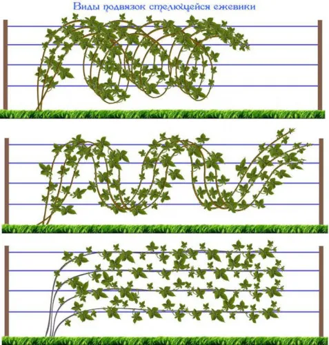 Как подвязывать ежевику правильно на шпалере для начинающих