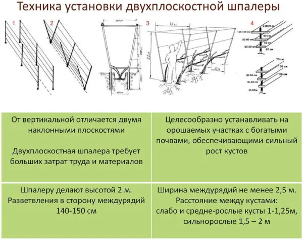 Как подвязывать ежевику правильно на шпалере для начинающих