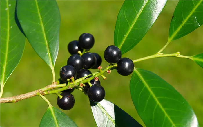 Лавровишня, Прунус (Prunus laurocerasus)