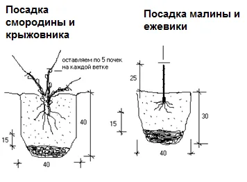 осадка ягодных кустарников