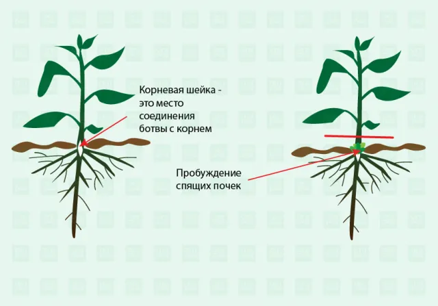 Строение сорняков