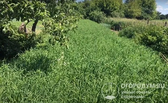 Чтобы максимально обогатить землю питательными веществами, ячмень чередуют или комбинируют с другими сидеральными культурами