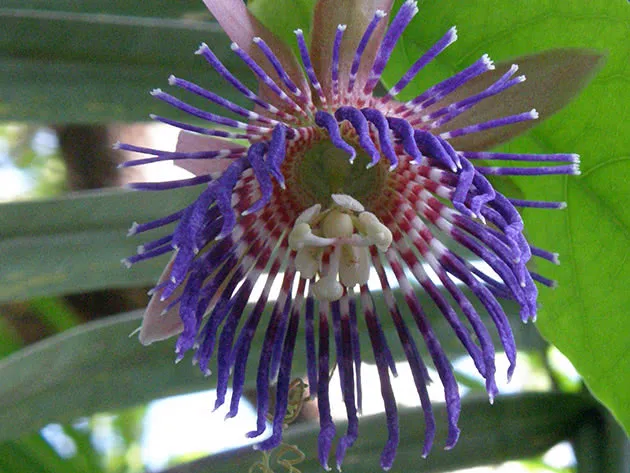 Пассифлора лавролистная / Passiflora laurifolia