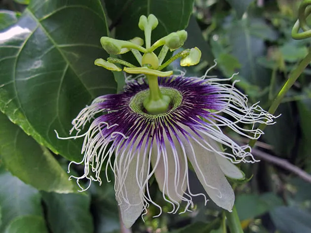 Пассифлора съедобная / Passiflora edulis