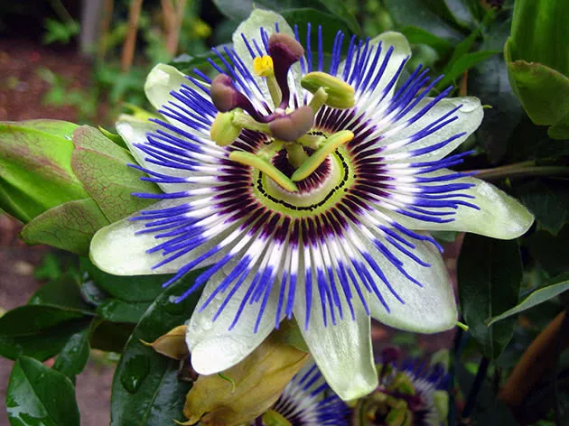 Пассифлора голубая / Passiflora caerulea