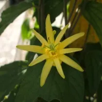 Пассифлора лимонная (Passiflora citrina)