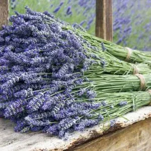 Лавандин (Lavandula hybrida) 