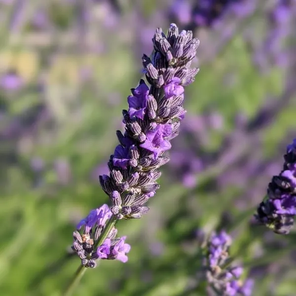 Лавандин (Lavandula hybrida) 