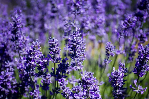 Лавандин Grappenhall. Фото с сайта riversidegardencentre.com