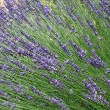 Лавандин (Lavandula hybrida) 