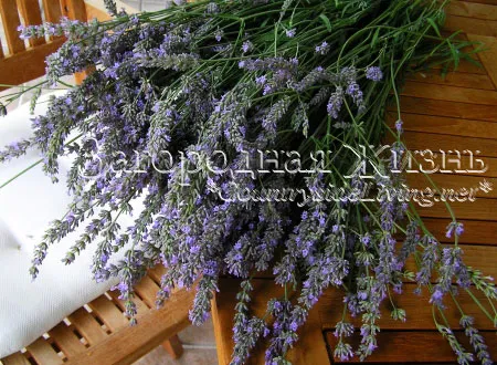 Лавандин (Lavandula hybrida) 