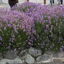 Лавандин (Lavandula hybrida) 