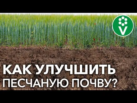 Как превратить песчаные почвы в чернозем?